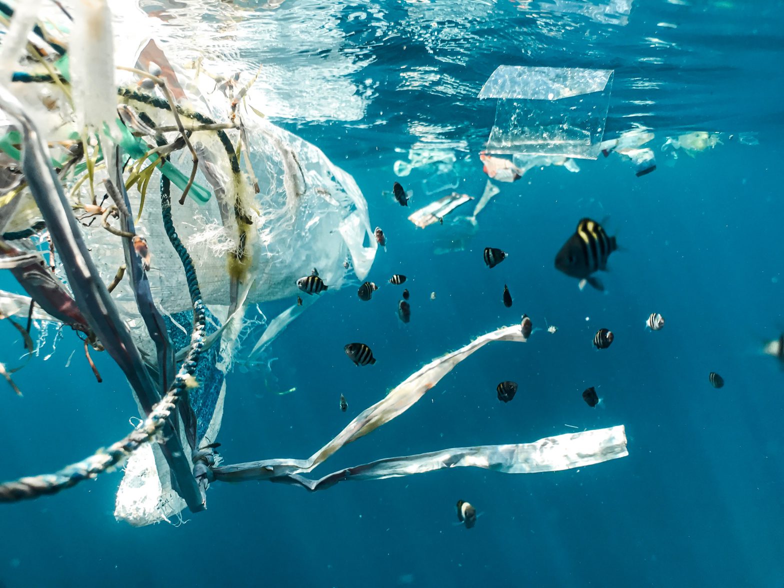 Microplastics litter